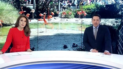 Zoológicos de San Diego en alerta por gripe aviar