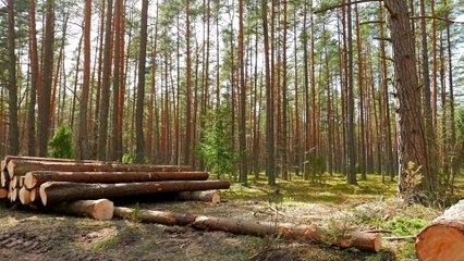 Aussie Ark Tree Planting Project