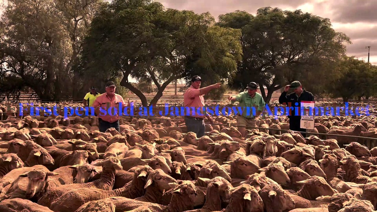 Jamestown sheep market|April 21|Stock Journal