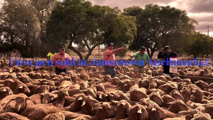 Jamestown sheep market|April 21|Stock Journal