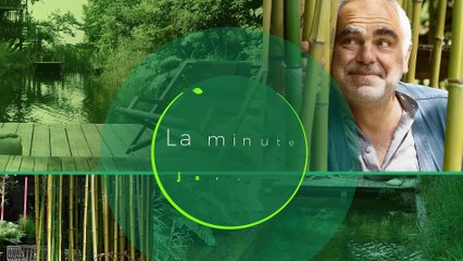 La minute jardin - Zoom sur comment planter des tomates cerises et basilic en pot ?