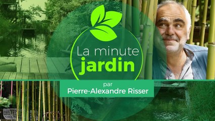 La minute jardin - Zoom sur une jardinière avec des plantes annuelles pour le balcon