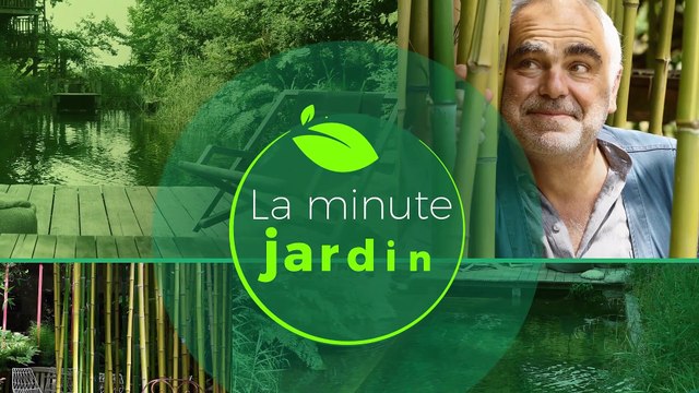 La minute jardin - Zoom sur les plantes sans arrosage : quelles variétés choisir pour une jardinière ?