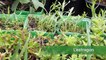La minute jardin - Zoom sur comment aménager un mur végétal avec des plantes aromatiques ?