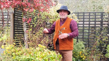 La minute jardin - Zoom sur quelles tailles efffectuer au printemps ? Focus sur 3 plantes