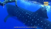 Los encuentros más impresionantes con ballenas en el océano