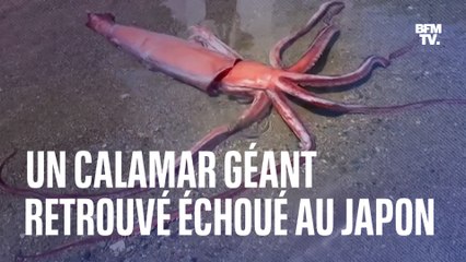 Un calamar géant retrouvé échoué au Japon