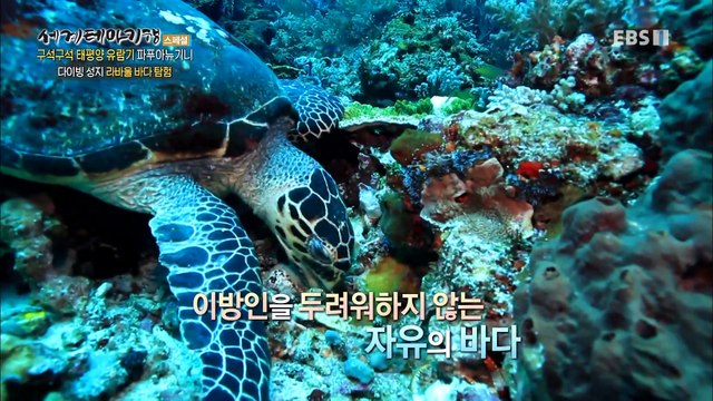 세계테마기행 - 구석구석 태평양 유람기- 뜨거운 원시, 파푸아뉴기니_#002