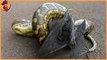 the most unbelievable epical  snake fights  have been ever caught on camera