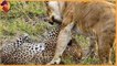 Lions vs  Leopards, classical beasts fights
