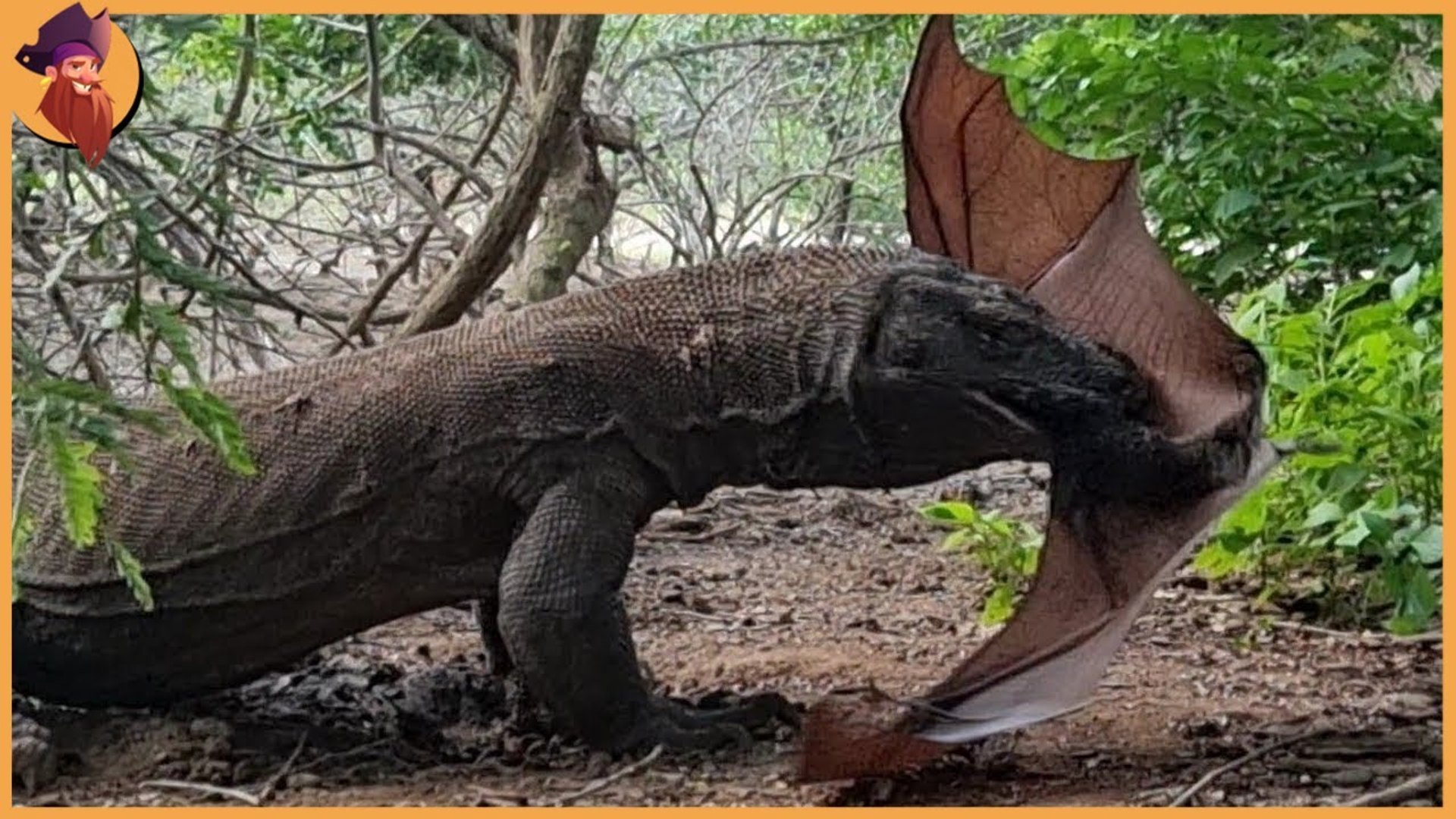 Komodo Dragon VS Komodo Dragon , savage moments when those evil animals  fight over food - video Dailymotion