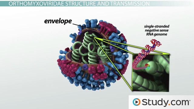 The Orthomyxoviridae Virus Family- Influenza, Flu Shots, and More