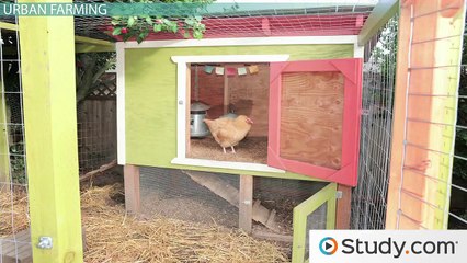 What is Histoplasmosis- - Infections Caused by Histoplasma capsulatum