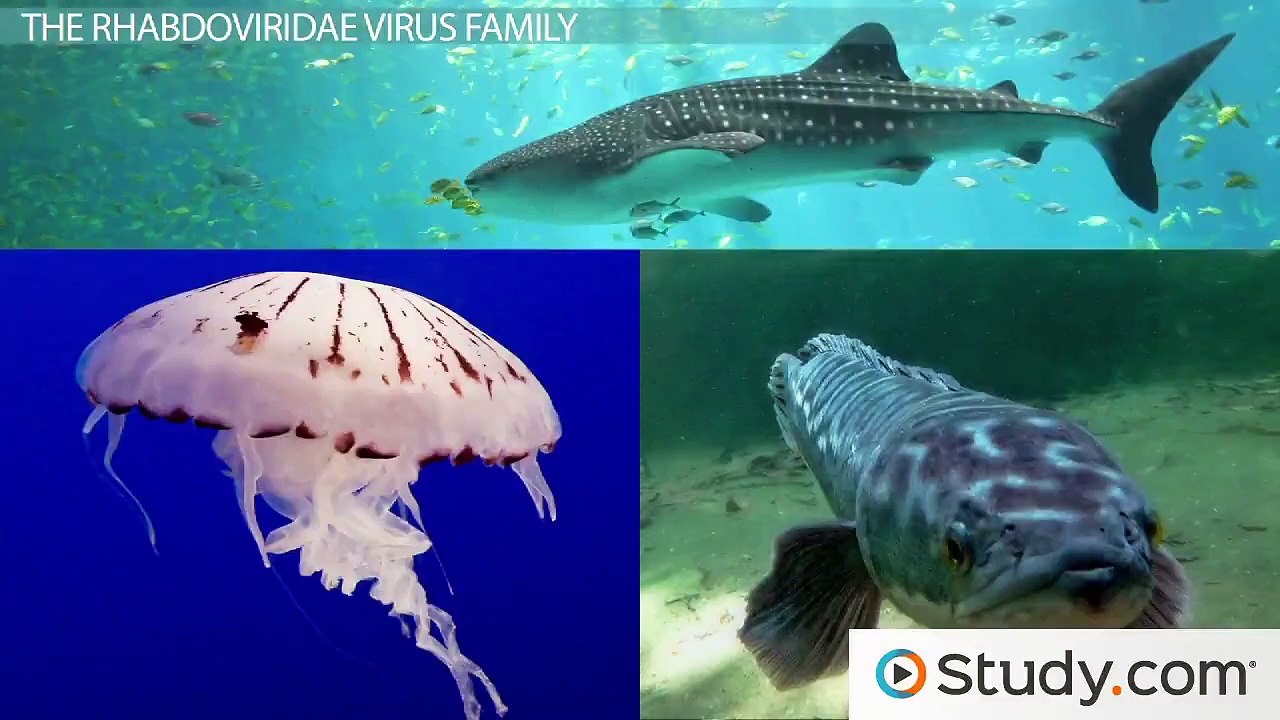 Rabies and Fear of Water- Diseases of the Rhabdoviridae Virus Family