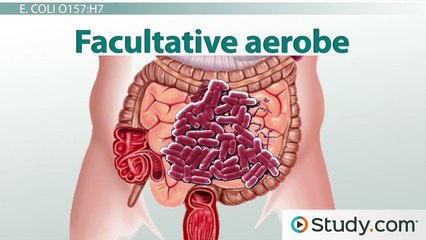 Escherichia Coli Infections- E. coli O157-H7