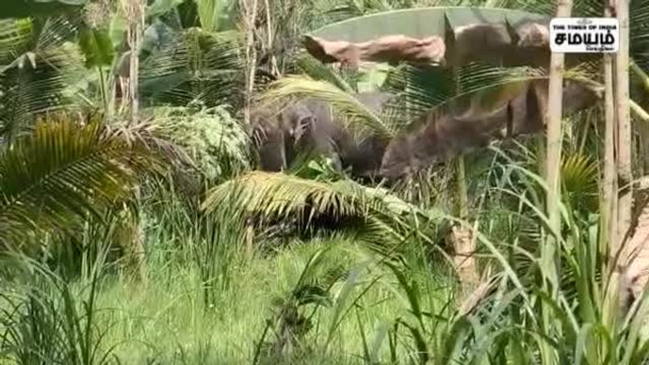 கிருஷ்ணகிரி அருகே காட்டு யானைகள் முகாம்; பீதியில் பொது மக்கள்!