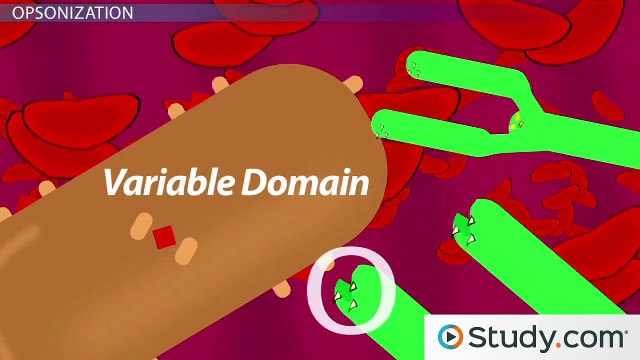 Antibodies- Their Function In the Immune System