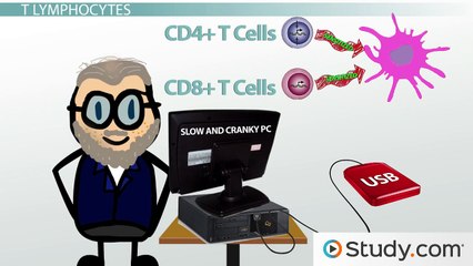 Type IV Hypersensitivity- Delayed-Type Hypersensitivity