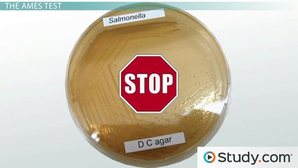 The Ames Test- Using Bacteria to Test for Carcinogens