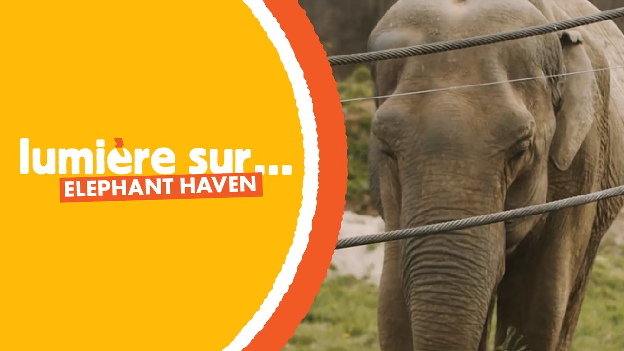 La première maison de retraite pour éléphants