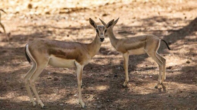 ‘Kayıp ceylan’ kavgası büyüdü: İspatlamazsanız şeref, namus yoksunusunuz
