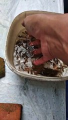 A LOT OF FISH IN MY HANDS