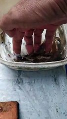 CATCHING BLACK TIGER SHRIMP