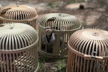 Bir araçta 25 kınalı keklik bulundu