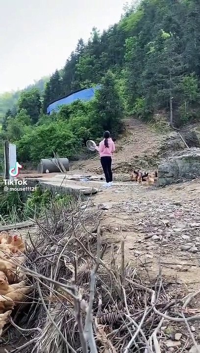 Une femme sonne l'heure du déjeuner pour les poules