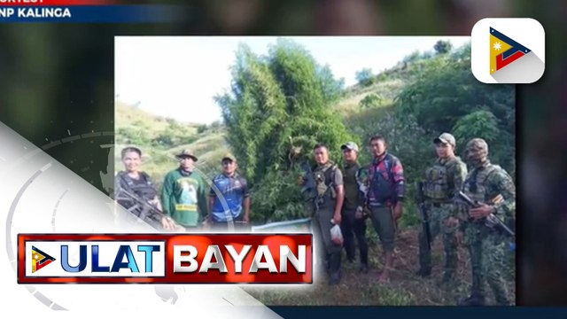 Higit P2.6-M halaga ng marijuana plants, sinira sa Kalinga