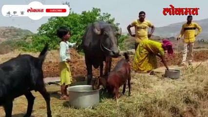 पाच धरणं असूनही पुण्यातली 'ही' गावं आजही 'तहानलेलीच_1