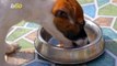How Often Should You Wash Pet Food Bowls?