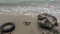 Son dakika haberleri | Karadeniz'de kuş ölümleri devam ediyor