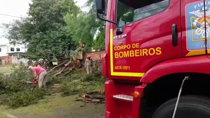 Bombeiros são mobilizados para fazer corte de árvore no XIV de Novembro