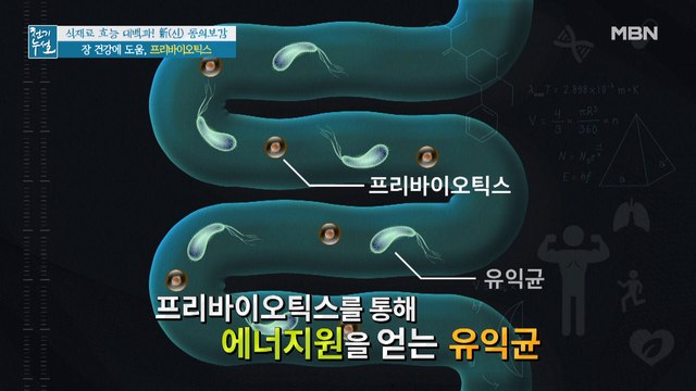 장내 유익균 증식을 돕는 '프리바이오틱스'