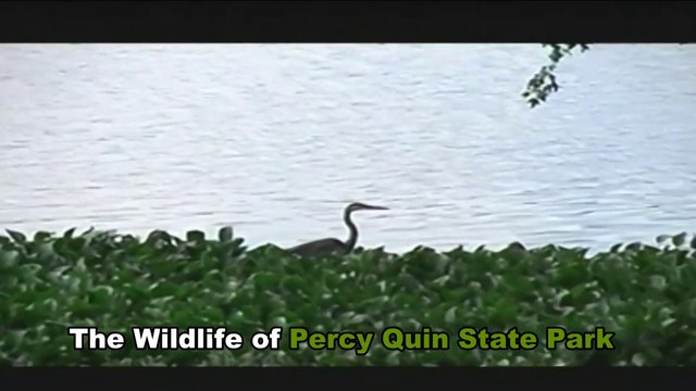 The Wildlife of Percy Quin State Park