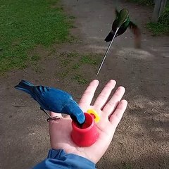 Multiple Birds Being Hand Fed at Zuroloma Birding