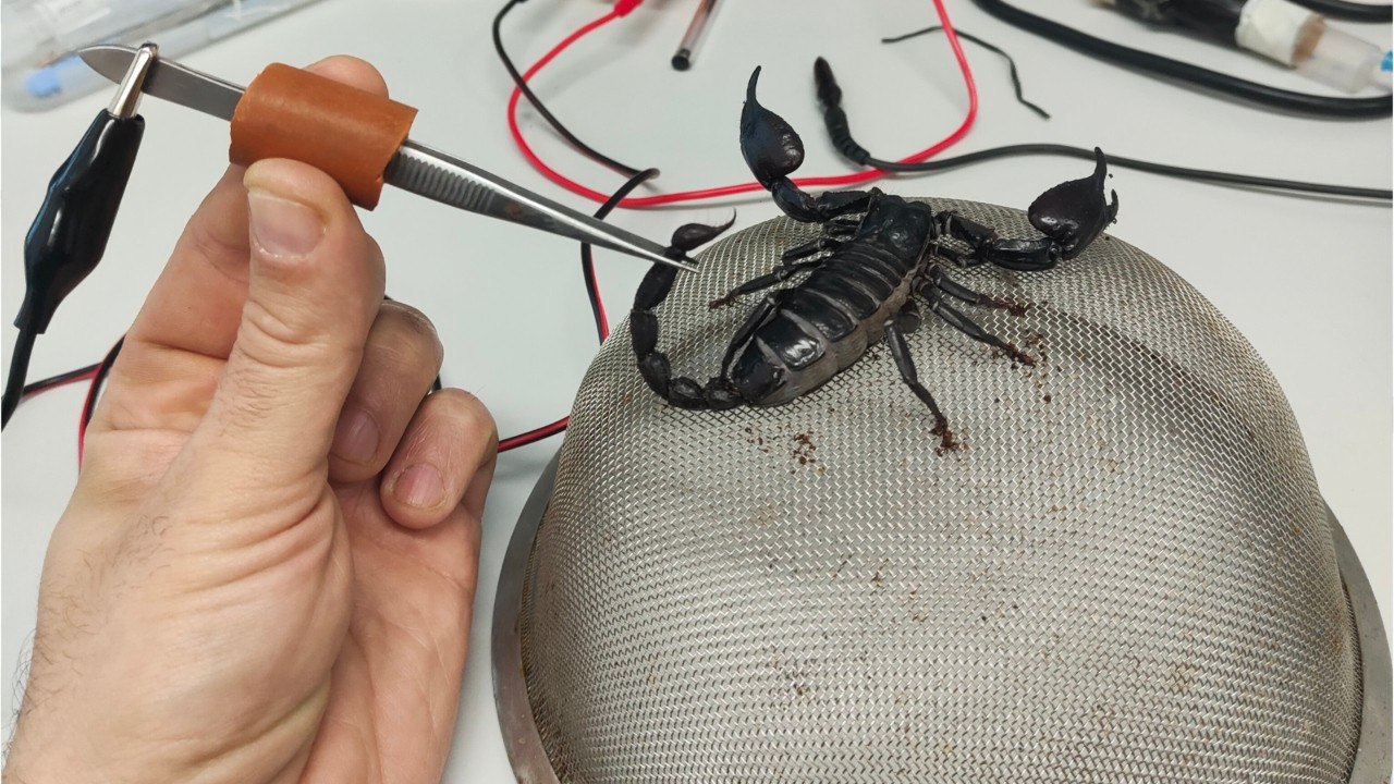 Indiana Jones avait raison : les petits scorpions sont les plus dangereux