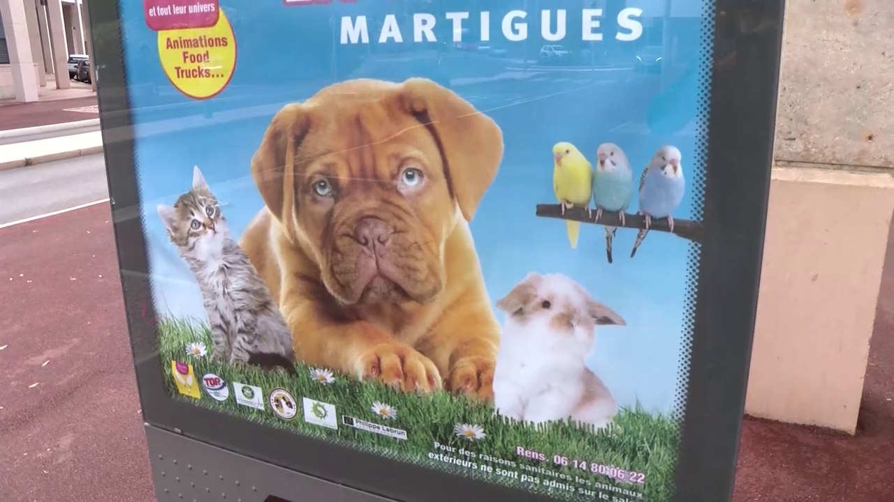 Martigues : le 1er Salon des Animaux de Compagnie tout ce week-end à la Halle