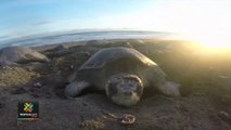 tn7-Costa-Rica-cuenta-con-un-nuevo-sitio-de-arribada-de-tortugas-220422