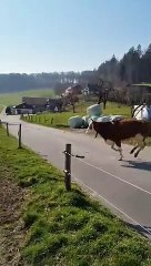 Almanya'da bir köyde, kış boyunca kapalı alanda kalan ineklerin, havaların güzelleşmesiyle birlikte otlağa salındığı ilk gün