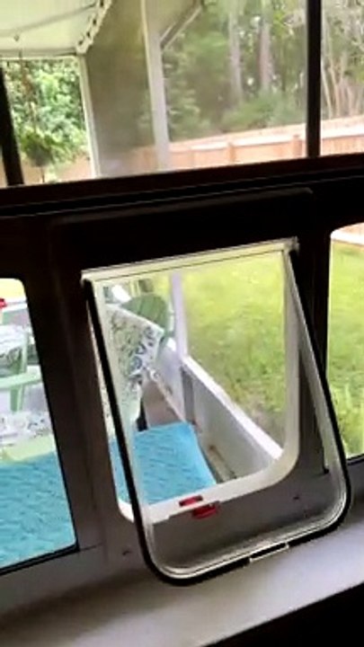 Pet Door Confuses Cat