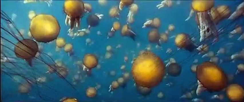 Océans , de Jacques Cluzaud et Jacques Perrin