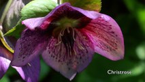 Was blüht denn da? Frühlingsblumen im Garten und auf der Wiese