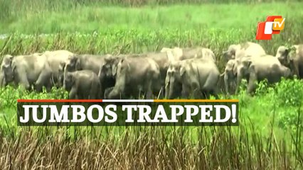 WATCH: Large Elephant Herd Trapped In Teesta River In West Bengal