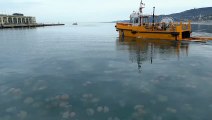 Invasione di meduse a Trieste: il mare si riempie di migliaia di esemplari