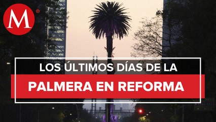 CdMx retirará el domingo palmera de glorieta en Reforma por presencia de hongos