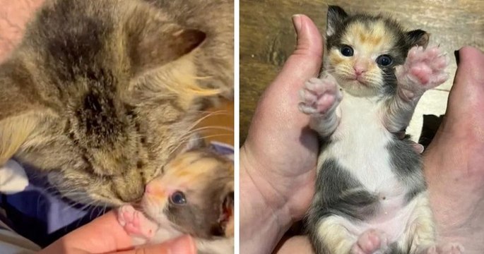 États-Unis : une chatte aveugle errante sauve ses chatons de la rue