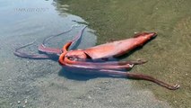 Encuentran calamar gigante en playa de Japón