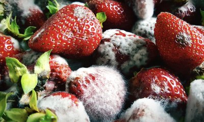 Is It Safe to Eat Strawberries If Some Have Mold on Them?